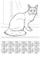 disegni/gatti/gatti_cats_ 13.jpg